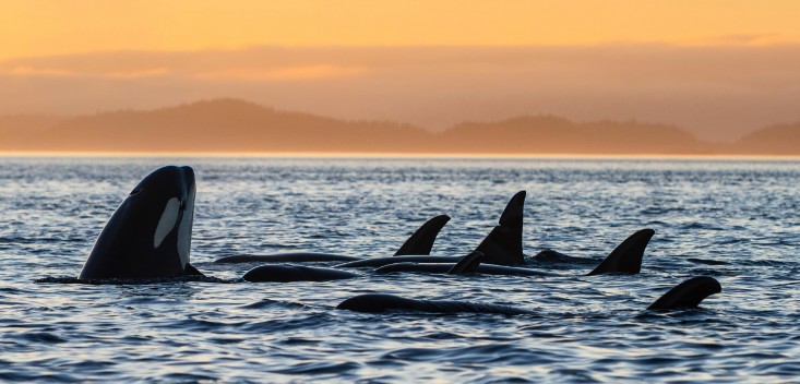 A pod of killer whales A pod of Orcas